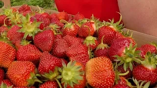 Weekend Showcase: A Juicy Strawberry Season