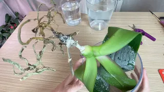 реанимация орхидеи // от лечения гнили до наращивание корней орхидей