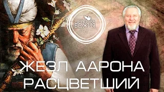 Жезл Аарона расцветший - 14 февраля 2016 года - Сергей Ряховский