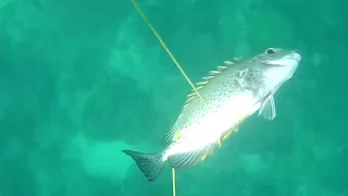 SPEARFISHING PHILIPPINES||BARRACUDA||Kitong hide and seek piti 🎯😅