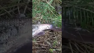 Спиной плавник КРУПНОГО ХАРИУСА отличия Самки хариуса от самца Создает завихрения в воде Рыбалка 10