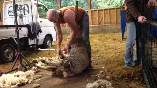 Pre-lamb shearing in Canada 7/12/2014 (pt 2)