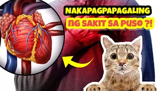 LEGIT OR FAKE? NAKAKAPAGPAGALING DAW NG MAY SAKIT SA PUSO ANG PAG-AALAGA NG PUSA?? TOTOO NGA BA ITO?