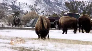 Yellowstone Bison