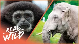 Saving Indonesia's Elephants and Gibbons 4K | 1,000 Days For The Planet | Real Wild