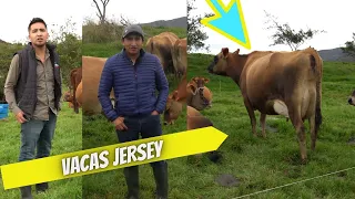 Cómo criar buen4s vacas Jersey, Hacienda los Alpes