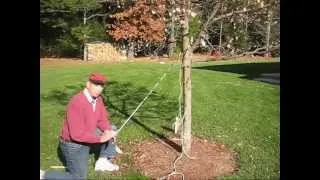 How to Make a Tree Grow Straight