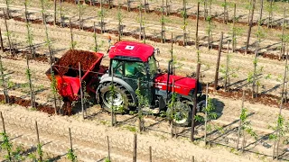 Feeding champost to Appletrees