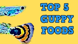 GUPPY Top 5 FOODS !!