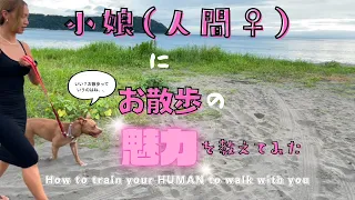 【散歩中に🐕💢👩‍🦰大喧嘩】人間♀はアタシと仲直り出来るのか？！