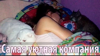 Katya sleeps with Siberian lynx and white cat