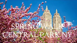 Spring Walk in Central Park NY