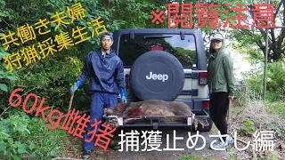 共働き夫婦狩猟採集生活＃1　猪捕獲止めさし編