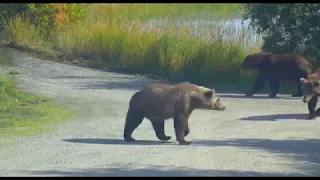 subadult parade down spit road with 610 and 821 9/5/2018