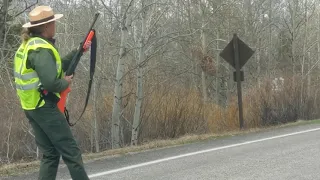 Sub Adult grizzly gets hazed