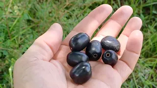 Colhendo Azeitona Jambolão no sitio