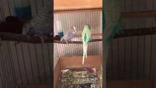 Влюблённые волнистые попугаи