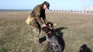 Шпарёв Н и его собаки Икс - Бой, ДРАТХААР ЦИРК 2012г