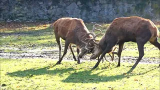 Kleine Rangeleien unter Hirschen - Deer disput