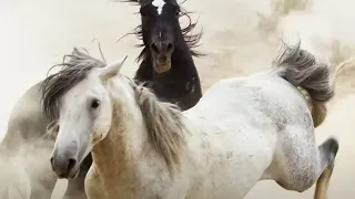 Brutal Stallion Mating Fight | Planet Earth II | BBC Earth