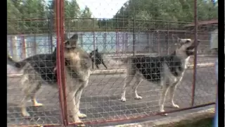 Живой дом. Восточно-европейская овчарка.