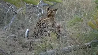 SafariLive May 29 - Leopard cub Tlalamba steals meat from her mother Thandi!