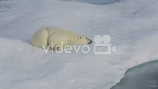 A polar bear cub sleeping on the sea ice off Baffin Island in Nunavut Canada　明智洋平