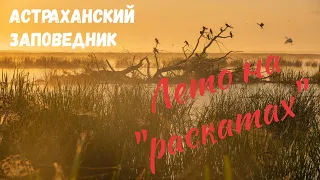 Лето на "раскатах". Астраханский заповедник. Дельта Волги