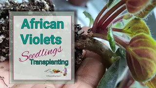 How to transplant African violet babies @lavgarden