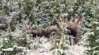 Giant Bull Moose Finally Gets His Girl #giantbull