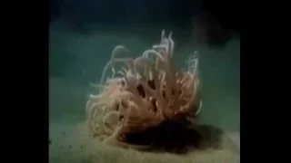 Anemone Eats Fish