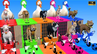 5 Giant Ducks Cartoons - Choose the right door with sheep, cheetah, cat, kangaroo and Shiba 2023