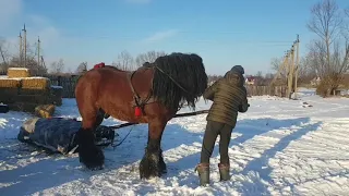 #Альтес🐎💣💥Коні ваговози#