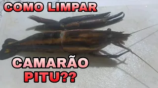 COMO LIMPAR CAMARÃO PITU????