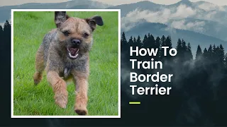 *** How To Train Border Terrier - Tips & Tricks - Border Terrier Information ***