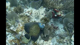 Snorkeling in Biscayne National Park