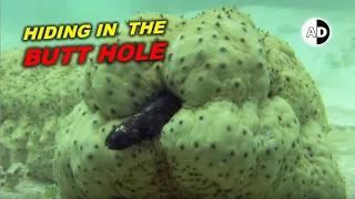 Pearl Fish Found the Most Disgusting Place to Hide: Sea Cucumber Back Door!