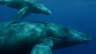 Humpback Whale Birth of a Giant !