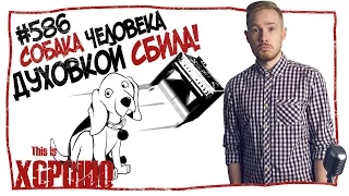 Собака человека духовкой сбила! #586