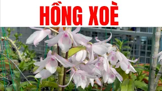 Hồng xoè. Sơn cầm