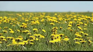 М.В.Лисенко Героїчне скерцо для фортепіано  (фрагмент)