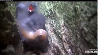 Black Guillemot Chick With a Wiggling Fish