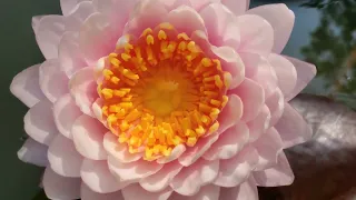 N. Piriya water lily #2