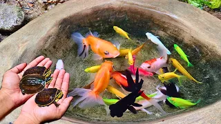 Catch colorful glofish, axolotl salamander, goldfish molly fish, small fish, koi, catfish, eel #74