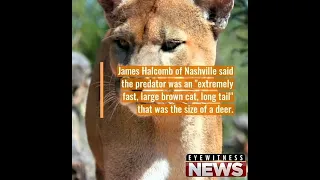 Indiana DNR probes report that mountain lion killed pet cat