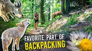 My Favorite Part Of Backpacking! - Animal Encounters On Trail