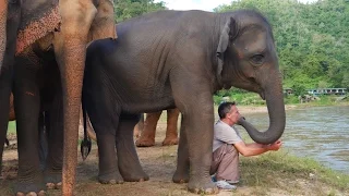 The Elephant Whisperer - Man and Elephant are Best Friends