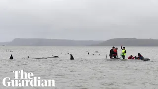 Rescuers work to save whales in worst mass stranding in Australia's history