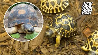 90-year-old tortoise Mr. Pickles fathers three baby turtles | New York Post
