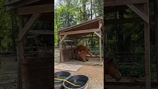 A Sweet Moment With Mac and Gracie 🧡 #horses  #shorts  #sweetmoment